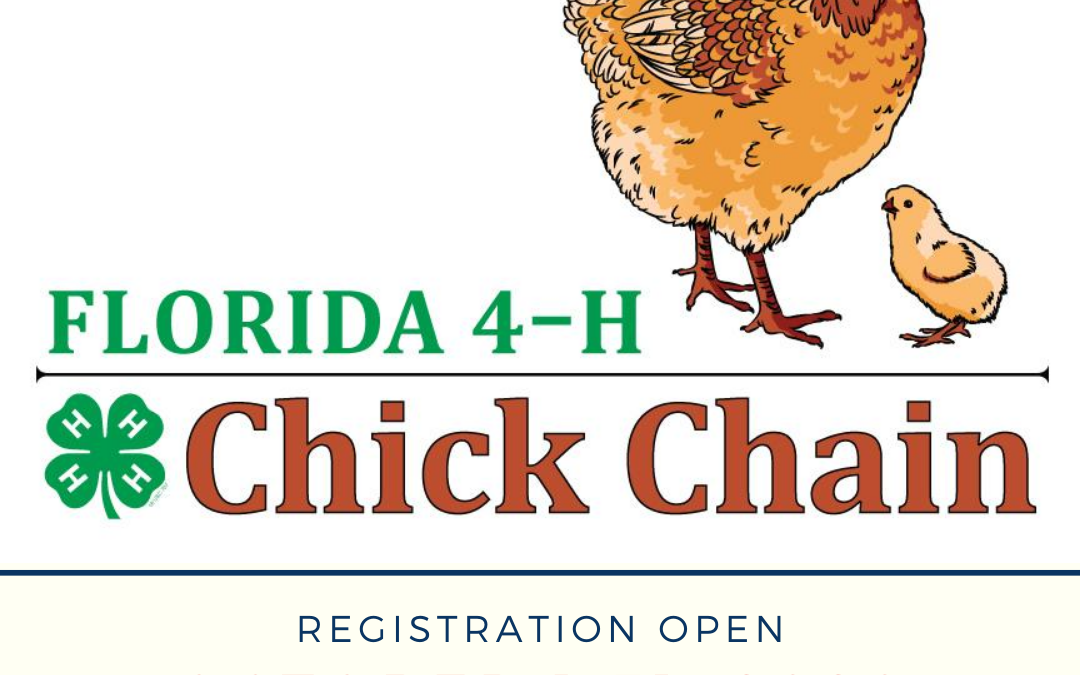 4-H Chick Chain Project