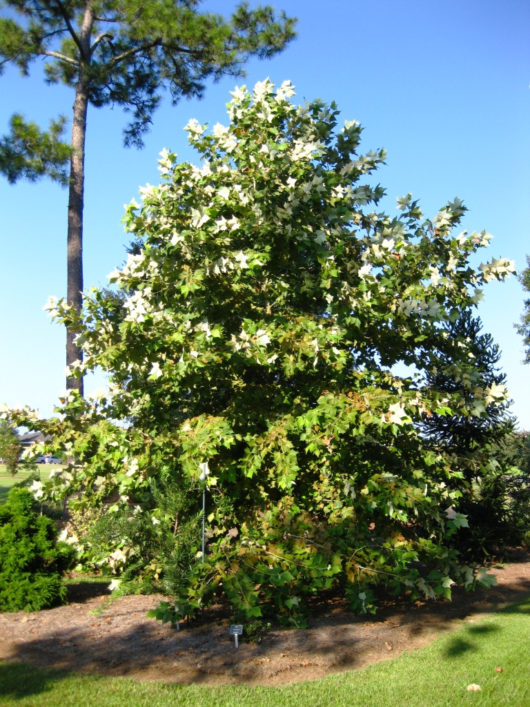 Sycamore Tree Growth Chart