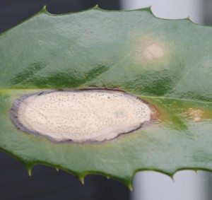phyllosticta holly leaf causes unsightly ornamentals spotting ifas orwat lesion matthew credit ufl edu