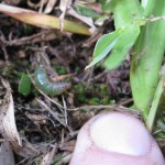 What’s Eating My Lawn? What’s Eating My Lawn?