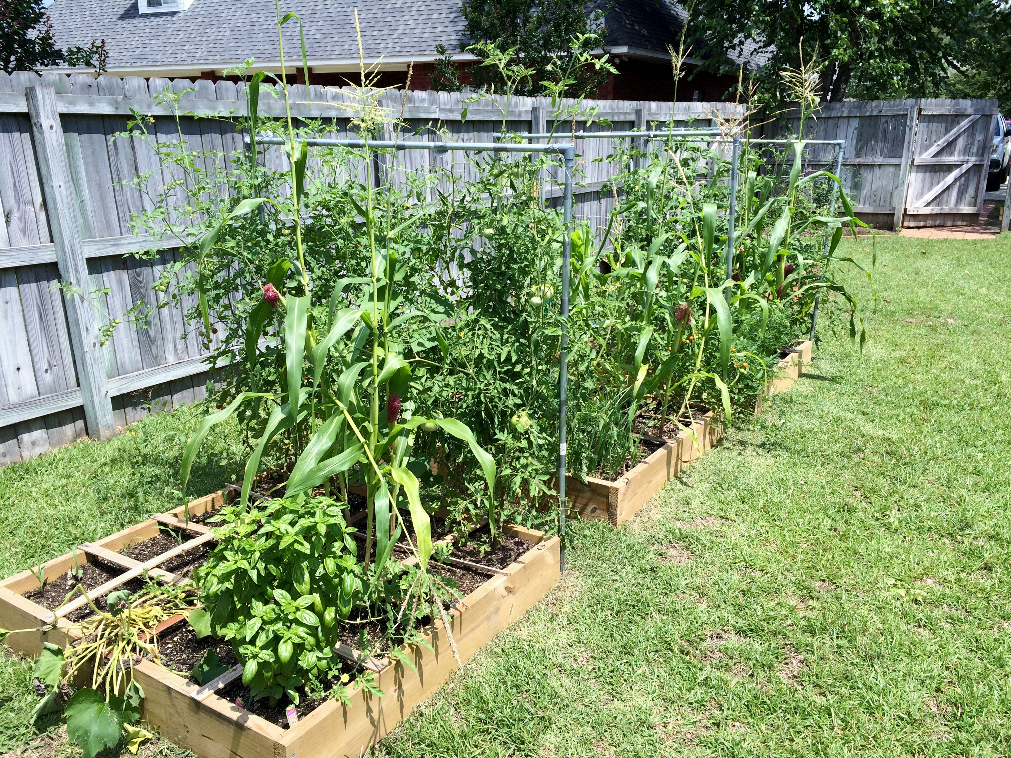Best Vegetables To Grow In Central Florida Summer