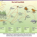 Soil: What’s Alive Beneath Our Feet? Soil: What’s Alive Beneath Our Feet?