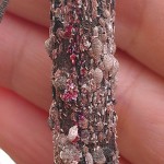 Be on the Lookout for Crapemyrtle Bark Scale! Be on the Lookout for Crapemyrtle Bark Scale!