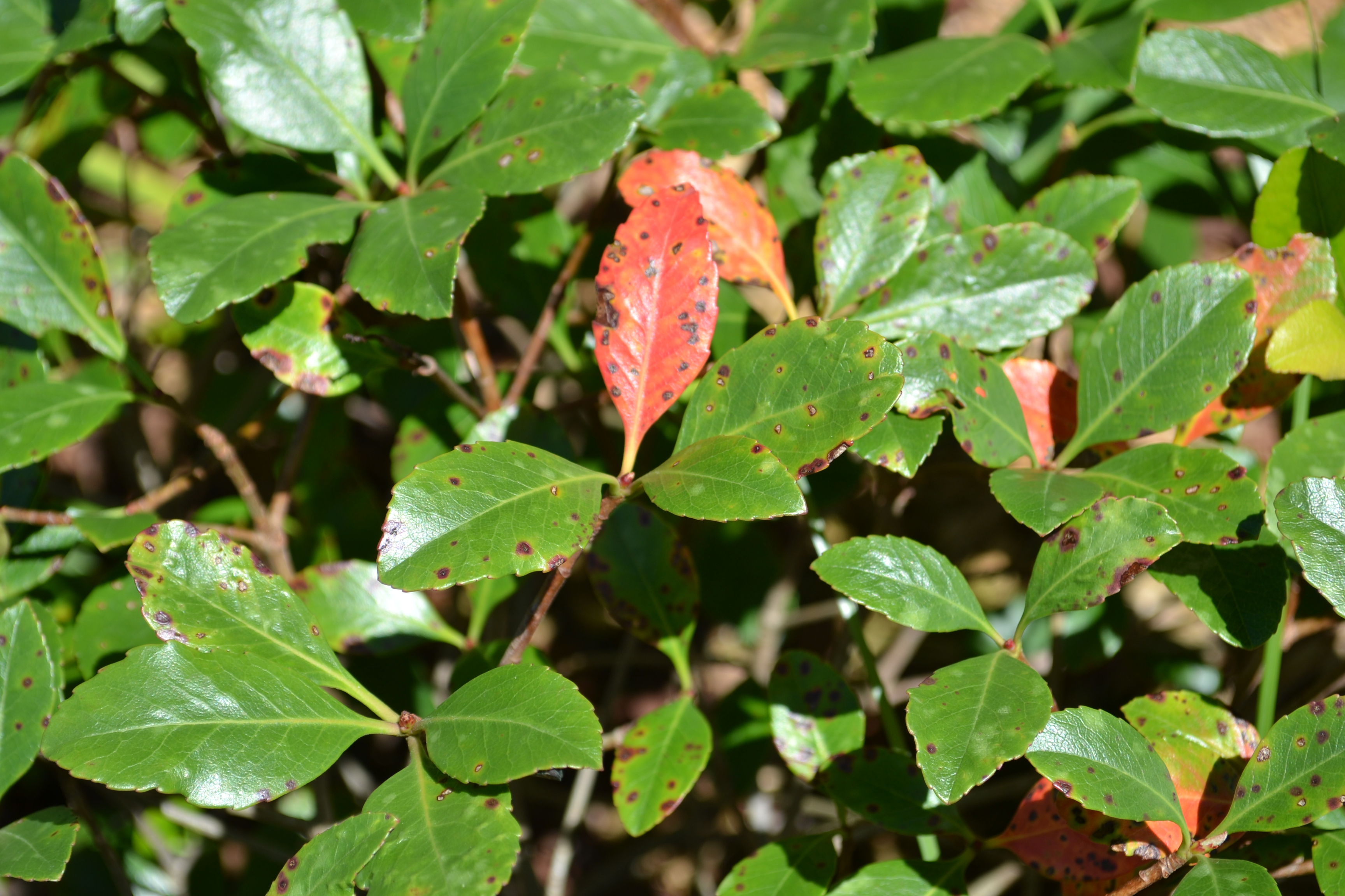 Plan Carefully with Indian Hawthorn | Gardening in the ...