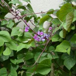 Purple Hyacinth Bean – What’s Old is New Purple Hyacinth Bean – What’s Old is New