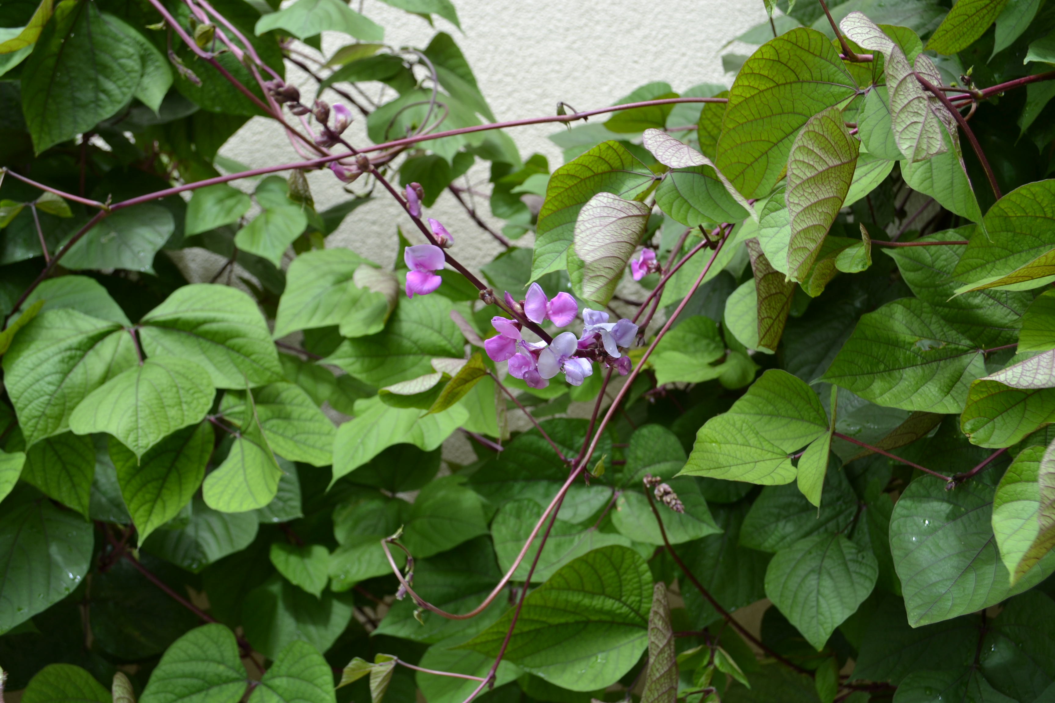 Dolichos Lablab Purple Hyacinth Bean Climber 5 Seeds