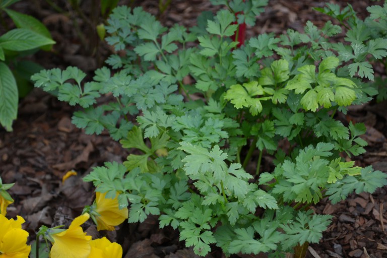 Still Time for Parsley Gardening in the Panhandle