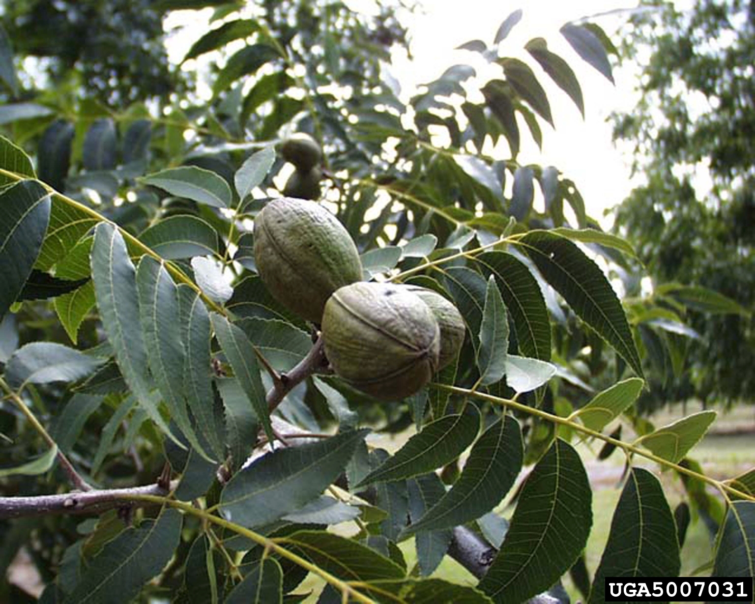 pecan tree trees carya illinoinensis texas georgia fruit varieties pecans leaves plant brad university growing seed seeds haire bugwood state