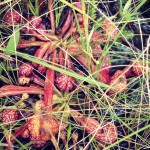 Northwest Florida–Where the Plants Eat Meat! Northwest Florida–Where the Plants Eat Meat!