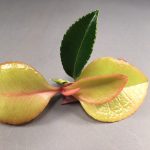 What’s Wrong with My Camellia Leaves? What’s Wrong with My Camellia Leaves?