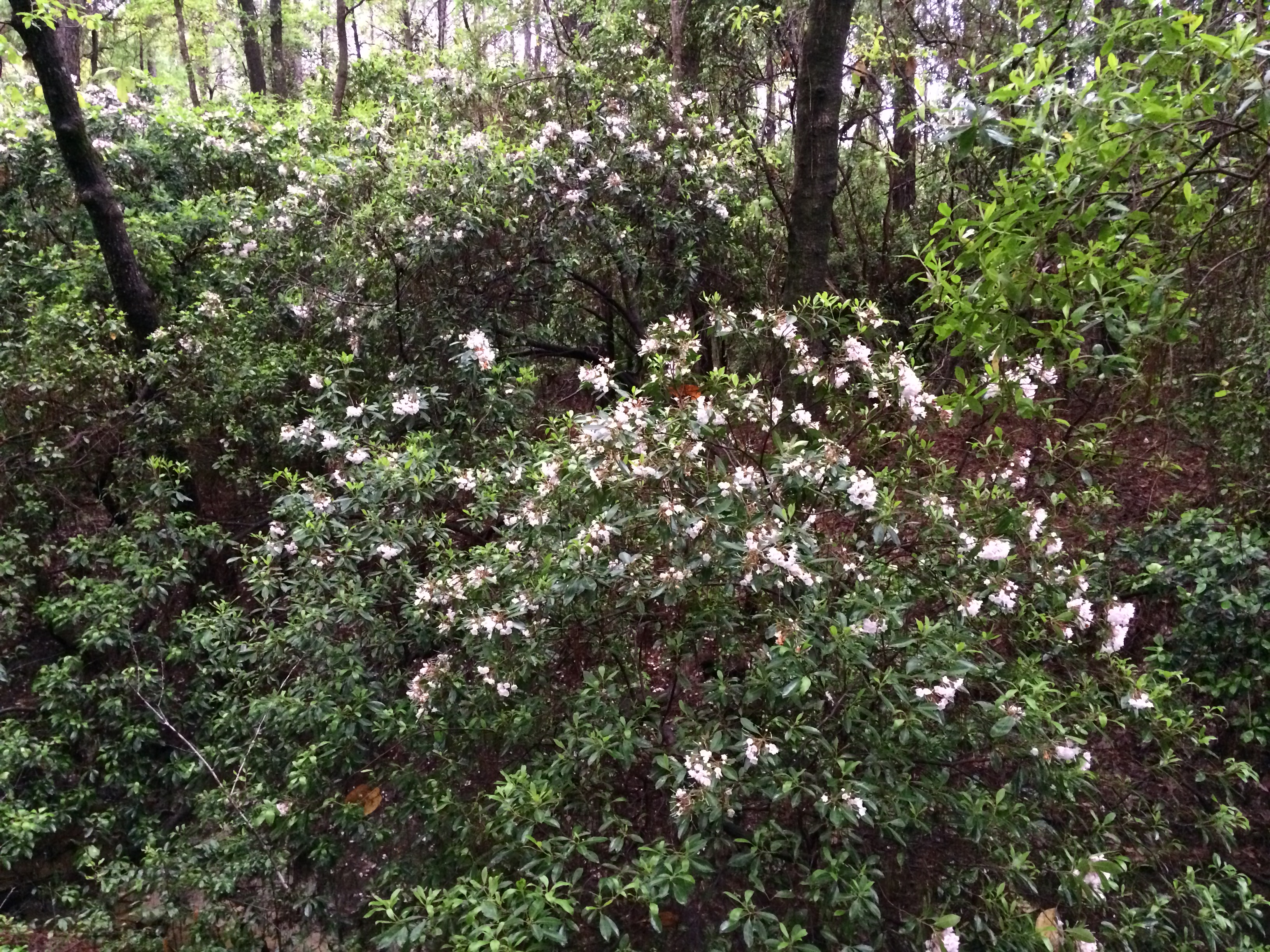 Experience The Mountains In Northwest Florida Gardening In The Panhandle