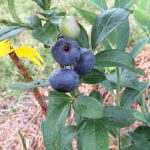 ‘Tis the Season for U-Pick Blueberries! ‘Tis the Season for U-Pick Blueberries!