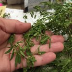 What’s Wrong with My Plant…Picture What’s Wrong with My Plant…Picture