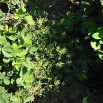 Do Your Plants have Problems? Do Your Plants have Problems?