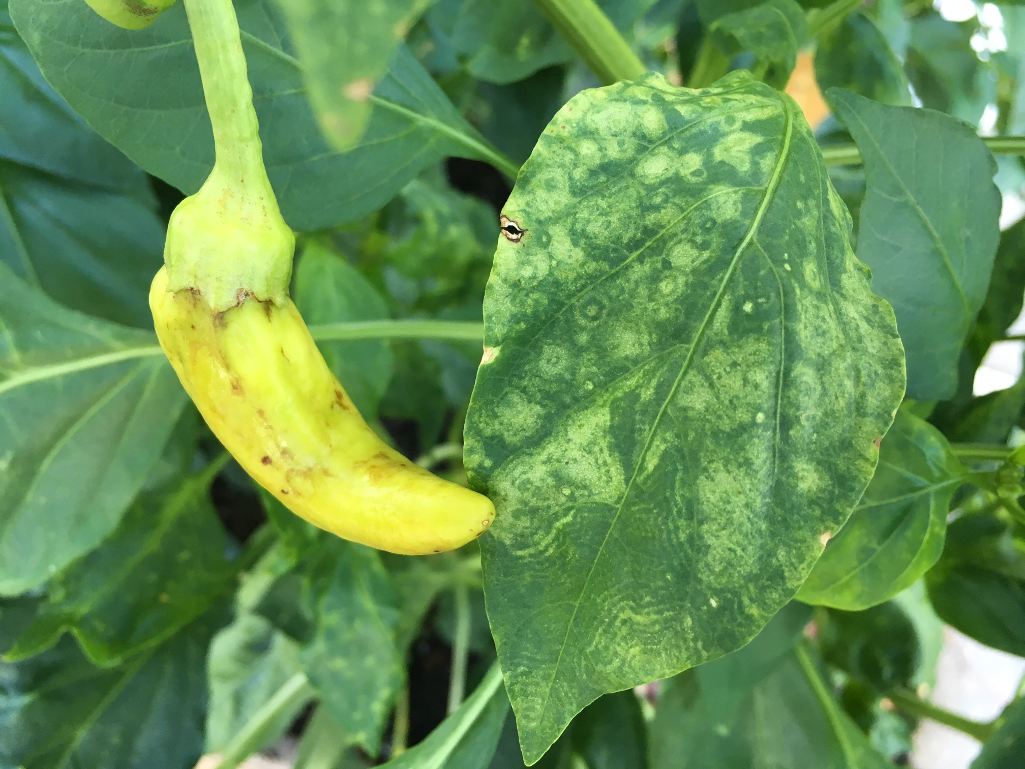 Peppers Get Tomato Spotted Wilt Virus Too! Gardening in the Panhandle