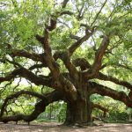 Common Live Oak Problems and Solutions Common Live Oak Problems and Solutions