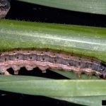 Tropical Sod Webworms Active in Local Lawns Tropical Sod Webworms Active in Local Lawns