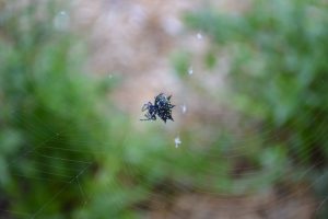 Spider working on her web. Photo by Beth Bolles