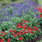 Annual Bedding Plants This time of Year? Annual Bedding Plants This time of Year?