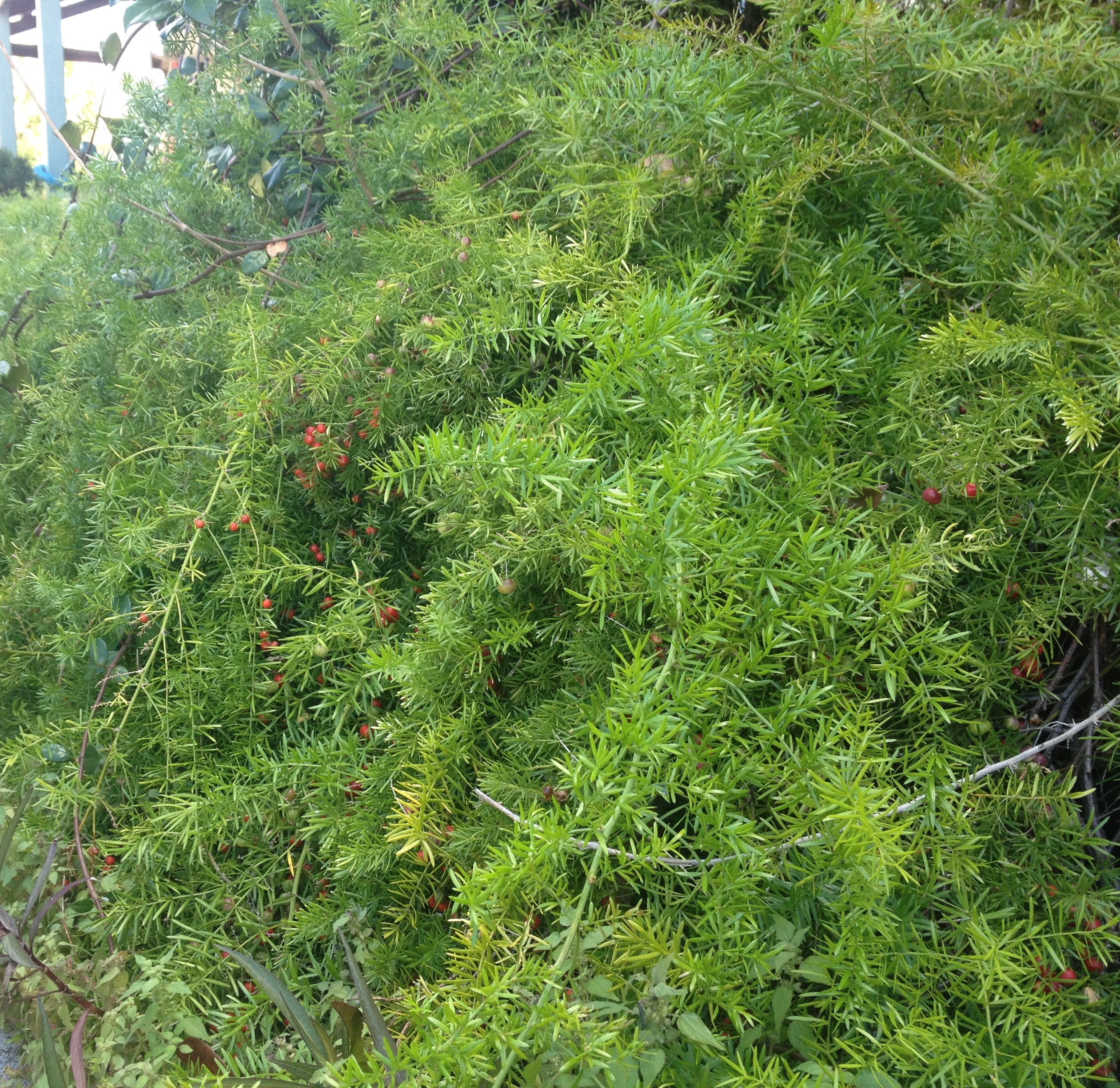 Prevent Asparagus Fern Escapes Gardening In The Panhandle,Hedgehog Pet Care