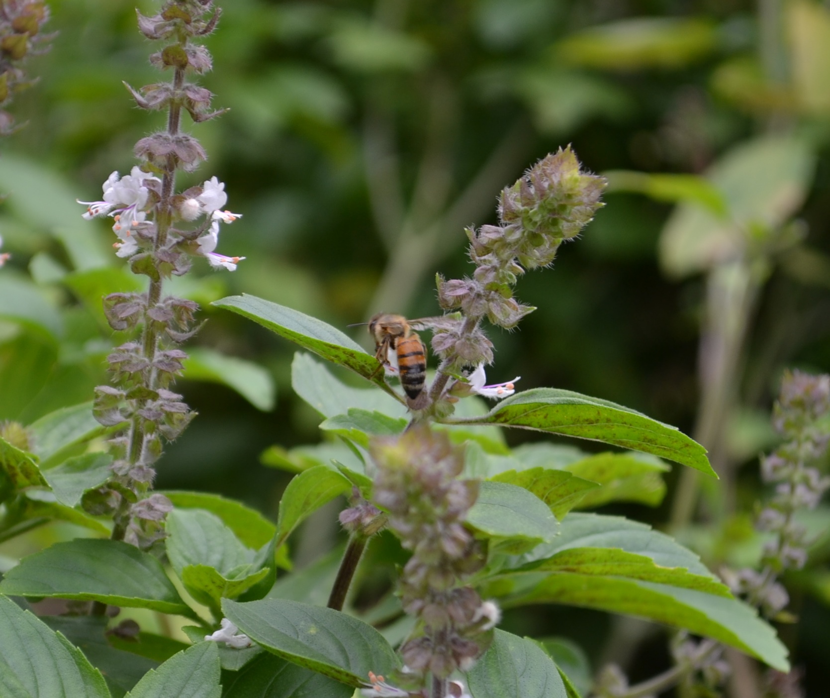 African Blue Basil A Pollinator Favorite Gardening in the Panhandle