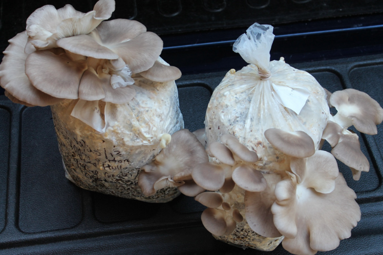 Growing Mushrooms Gardening In The Panhandle