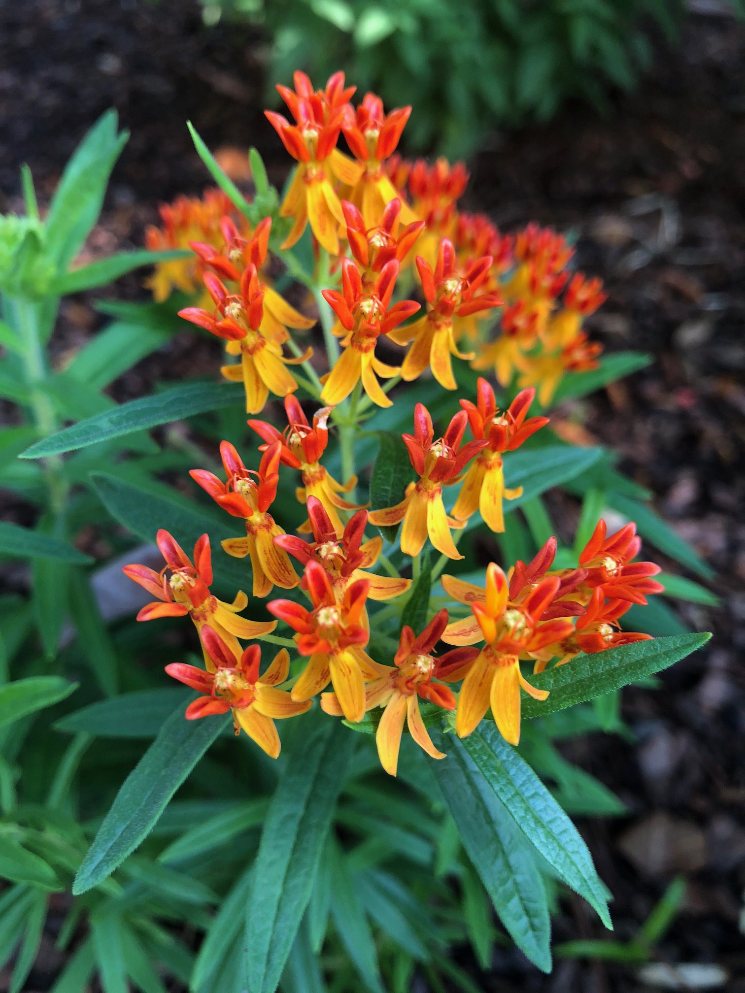 Florida Wildflowers: Butterfly Weed | Gardening In The Panhandle