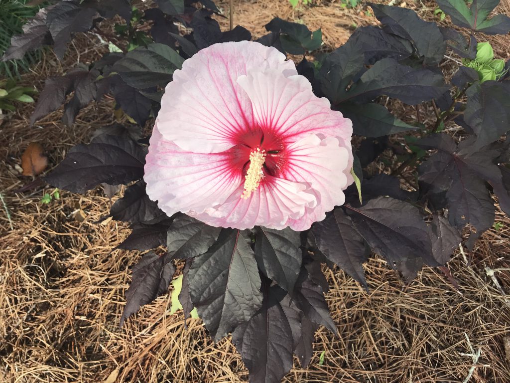 Heating Up With Hardy Hibiscus Gardening In The Panhandle