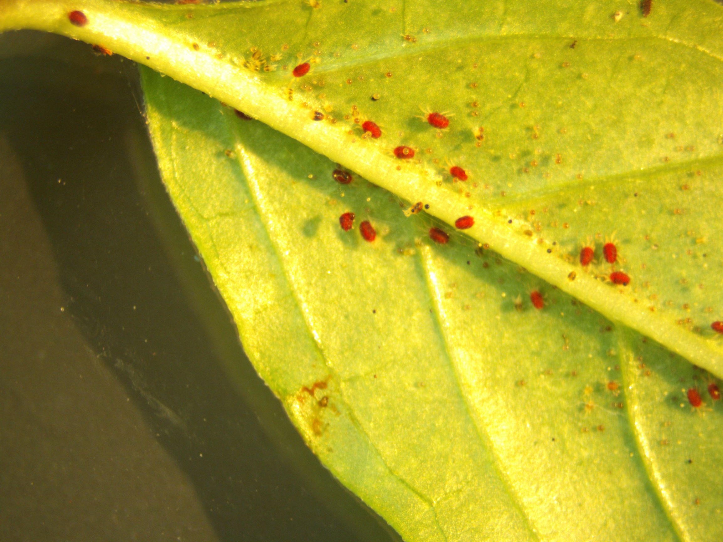 spider-mite-identification-and-control-gardening-in-the-panhandle