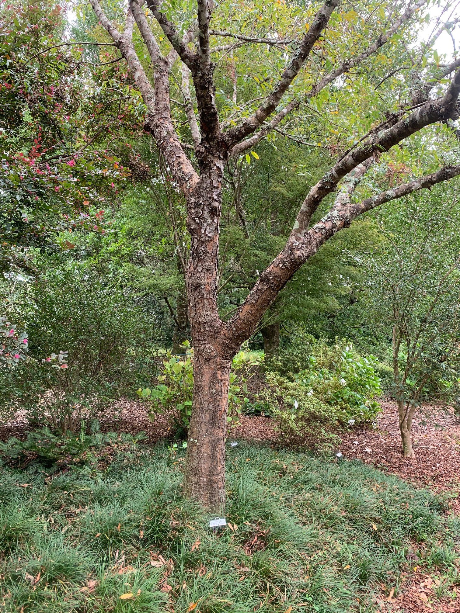 Try Chinese Pistache for a Small Tree Selection - UF/IFAS Extension  Escambia County