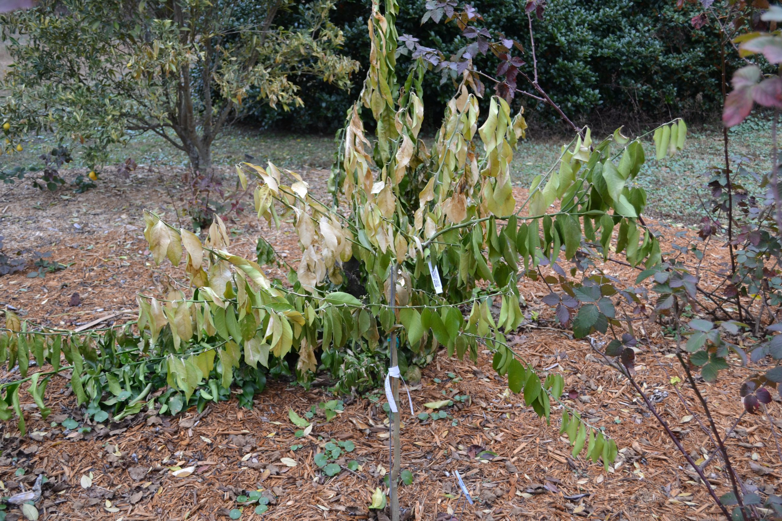 video-cold-weather-damage-plant-care-gardening-in-the-panhandle