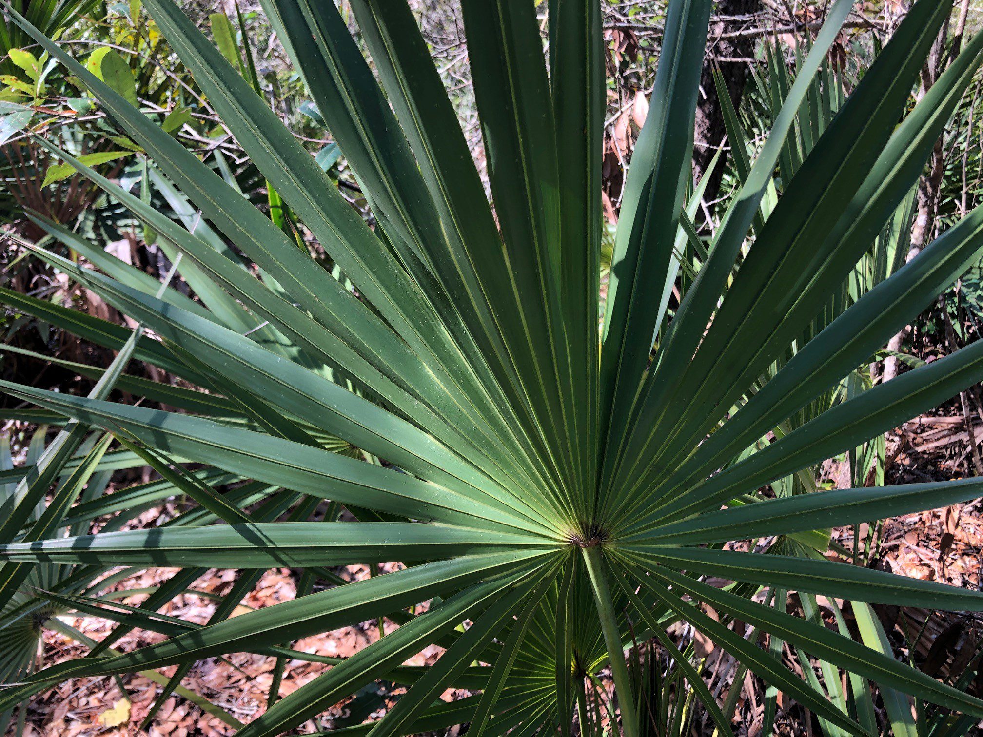 saw-palmetto-gardening-in-the-panhandle