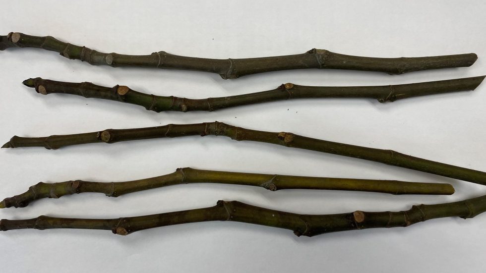 Fruit Tree Grafting Tips and Scion Selection Gardening in the Panhandle