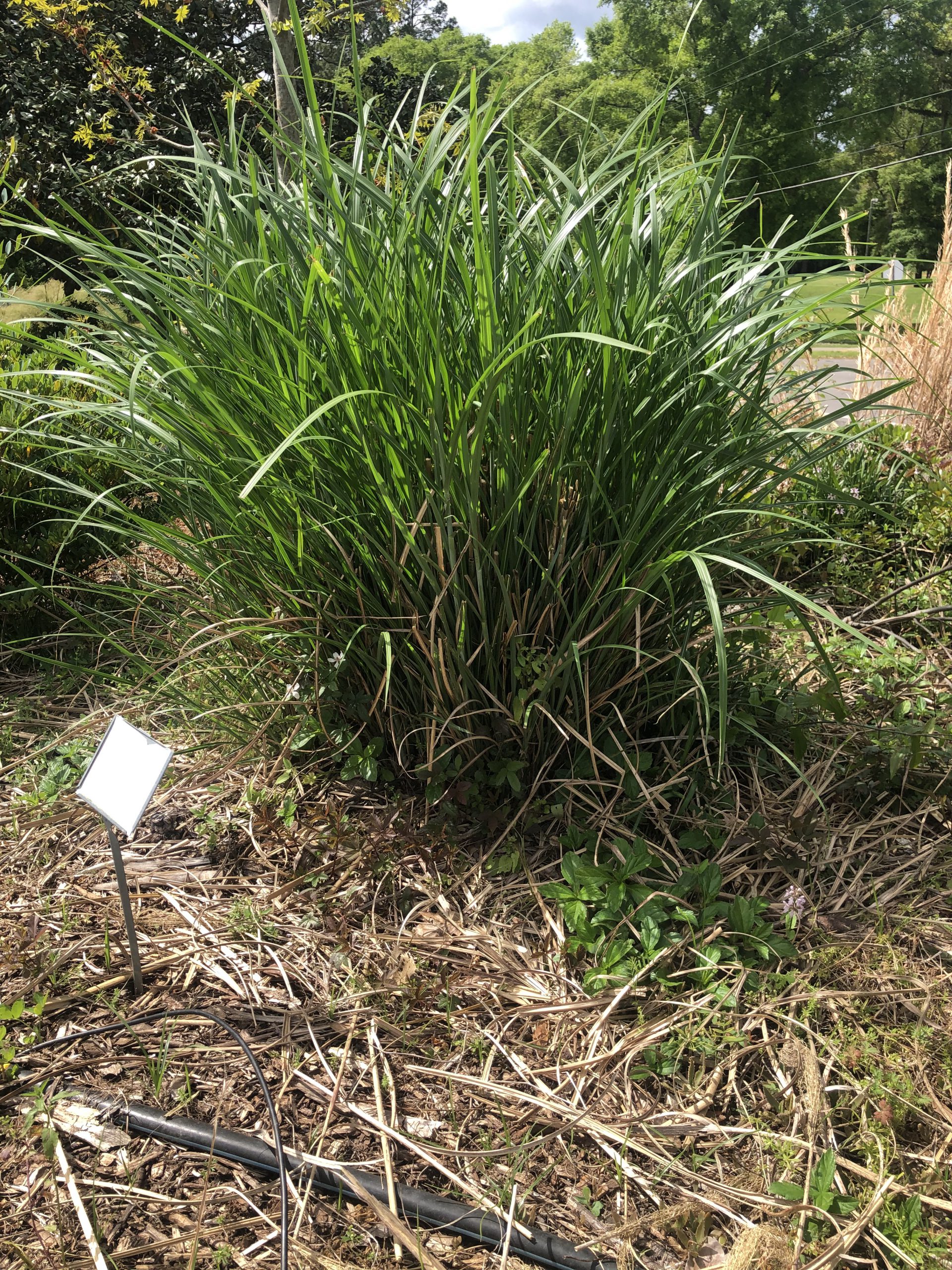 Pruning Ornamental Grasses Gardening In The Panhandle
