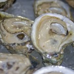 Harvesting Safer Oysters – “From Bay to Table” Harvesting Safer Oysters – “From Bay to Table”