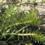 Invasive Species of the Day (March 5th): Torpedo Grass & Hydrilla