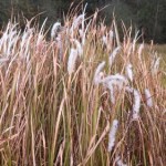 Invasive Species of the Day (March 2nd): Cogongrass & Napier Grass