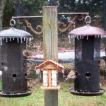 Florida Snow!  Nature’s Reminder to Enhance Backyard Wildlife Habitat