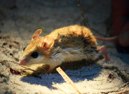 The Choctawhatchee Beach Mouse is one of four Florida Panhandle Species classified as endangered or threatened. Beach mice provide important ecological roles promoting the health of our coastal dunes and beaches. Photo provided by Jeff Tabbert