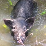 Invasive Species of the Day (February 25): Coral Ardisia and Wild Hogs