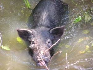 The impact of wild hogs on the environment is soil erosion, decreased water quality, spread of other invasive plants, damage to agricultural crops, and damage to native plants and animals. Photo by Jennifer Bearden