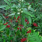 NISAW 2016 – Coral Ardisia, A Pretty Problem