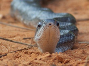 This nonvenmous gray rat snake has a head shaped more like your thumb and the round pupil.  Photo: Molly O'Connor