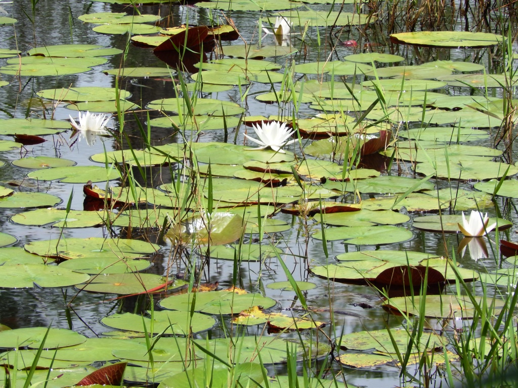 Excess aquatic weeds can be a source of frustration for pond owners.