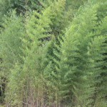 Bamboo: Attractive Ornamental or Invasive Nightmare?