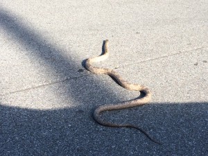 Gray rat snake crossing a driveway.  Photo: Carrie Stevenson
