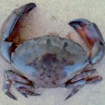 Enjoy delicious stone crab claws now through May, 2015. Enjoy delicious stone crab claws now through May, 2015.