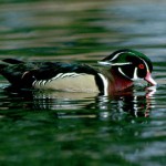 Wood ducks could use your help this time of year
