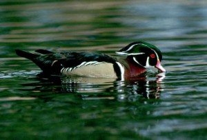 A brightly colored male wood duck. Photo: USFWS National Digital Library