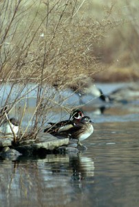 A pair of wood ducks with the more drably colored female in the foreground.  Photo: USFWS National Digital Library